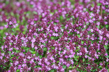 Flowering thyme during summer season
