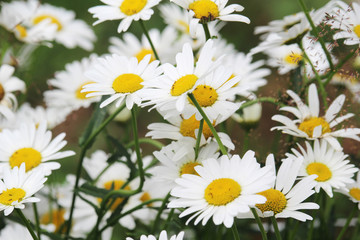 Fototapeta premium Daisy field in summer
