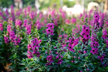 Beautiful nature Pinks flower  in nature garden.