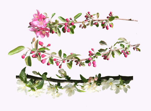 Photo of blossoming tree brunch with white and pink apple tree flowers