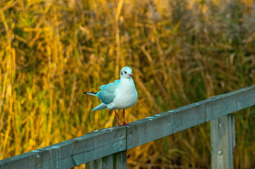 Black Headed Sea Gull single close up Perching on Bridge Handrail showing wings feathers and bill