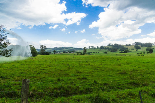 Meadow, Southern Highlands, NSW