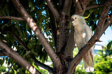 Cockatoo, Australia