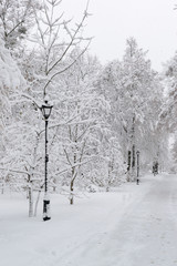 Snow in the park
