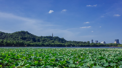 Fototapeta na wymiar Landscape of West Lake with lotus leaves, and Baochu Pagoda on top of Baoshi Hill, in Hangzhou, China