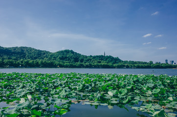 Landscape of West Lake with  lotus leaves, and Baochu Pagoda on top of Baoshi Hill, in Hangzhou, China