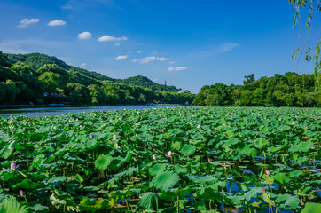 Landscape of West Lake with  lotus leaves, and Baochu Pagoda on top of Baoshi Hill, in Hangzhou,...