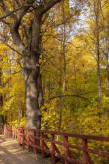 Tree next to a wooden bridge. Autumn landscape.