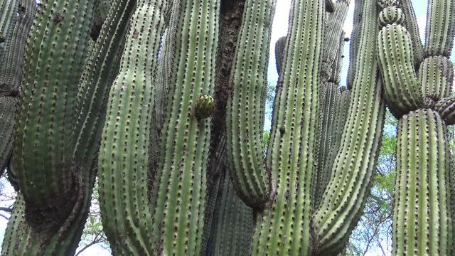 Mexico. La Paz. Cactus Park.