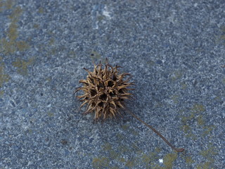 American sycamore