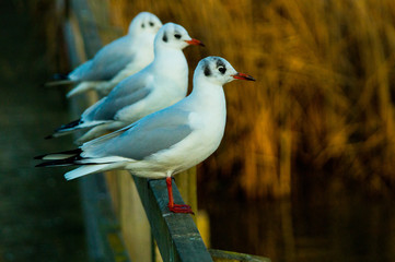Black Headed Sea Gulls Perching on Bridge Handrail in Large Flock forming straight line