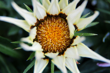 farbenprächtige mittagsblume fotografiert in makro im garten in niederlangen emsland deutschland an einem sonnigen tag im sommer