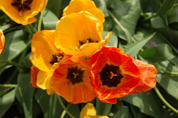 Fototapeta premium Schöne Blume