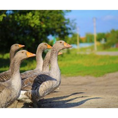 Geese. Ducks. flock of domestic birds