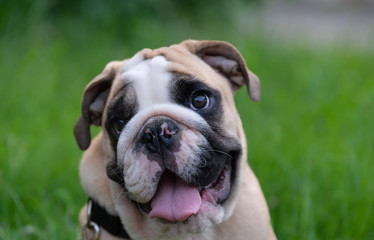 Fototapeta premium English bulldog puppy