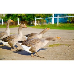Geese. Ducks. flock of domestic birds