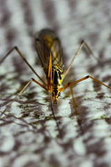 Flys and Hoverflys