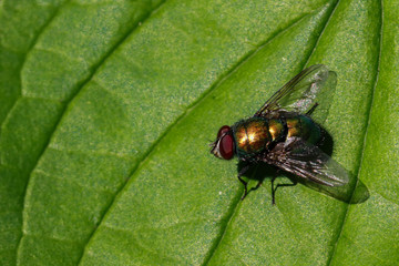 Flys and Hoverflys