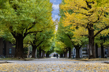 Ginkgo yellow leaves at the road inside the University of Tokyo