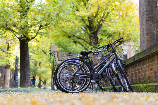 Fototapeta Bicycle parking inside the University of Tokyo
