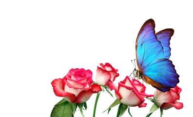 Morpho butterfly sitting on a rose isolated on white. pink roses and a bright blue butterfly close...