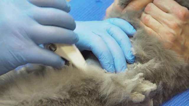 Veterinary doctor makes an ultrasound examination of a cat. Cat on ultrasound diagnosis in a veterinary clinic. Medical ultrasound.