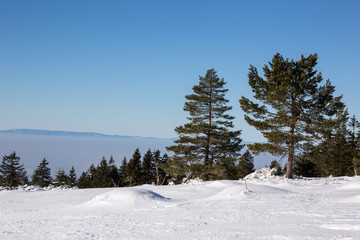 Winter im Schwarzwald