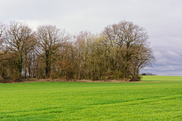 Fototapeta premium niederrheinische Landschaft