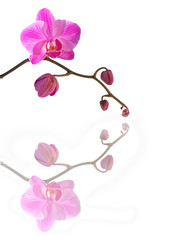 Pink orchid reflecting on white