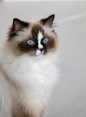 Ragdoll Katze