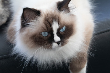 Ragdoll Katze
