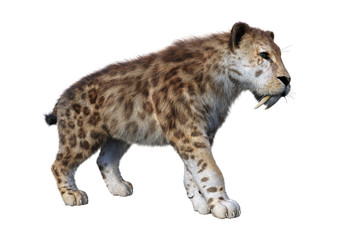 3D Rendering Sabertooth Tiger on White