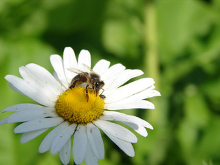 bee on flower