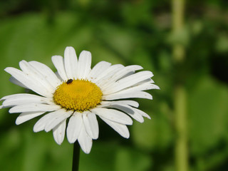 Fototapeta premium daisy in the grass