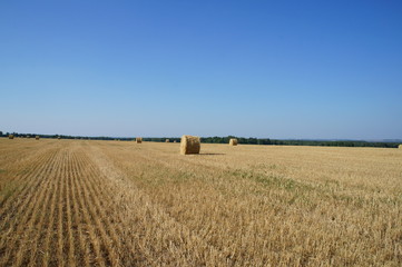 Fototapeta premium field of wheat
