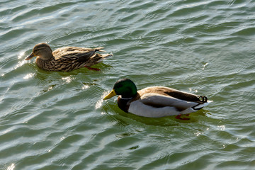 couple of mallards on lake water, Angera, Italy