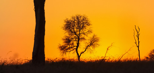 Silhouetted trees at sunset in South African bush