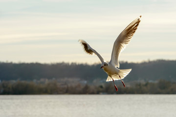 aerobatic veer of gull on lake waters, Angera, Italy - obrazy, fototapety, plakaty
