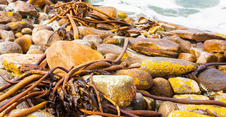 Seaweed scattered on a rocky beach in Cape Town