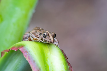 Obraz premium frog on the leaves