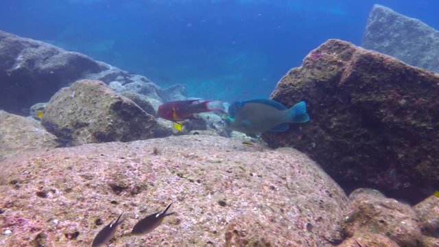 Mexico. Fascinating underwater diving in the sea of Cortez. Bumphead parrotfish and lutjanus kasmira.