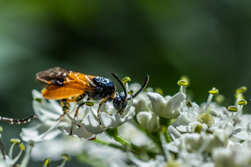 Colorfull insect in the green
