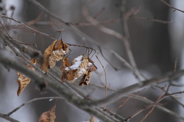 leaves in snow