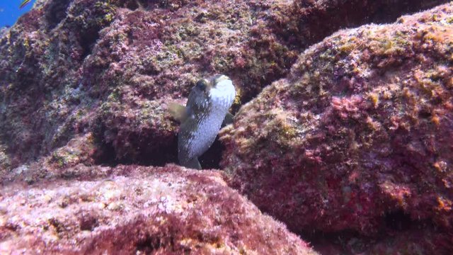 Mexico. Fascinating underwater diving in the sea of Cortez. Puffer fish.