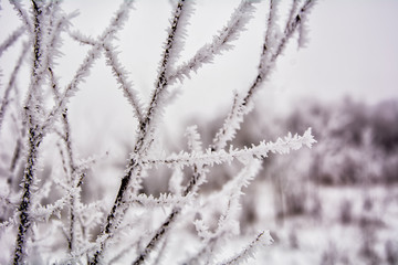 The frost on the branches of a tree in winter frost