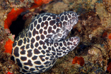 Close-up of a Honeycomb Moray (Gymnothorax favagineus). Tofo, Mozambique