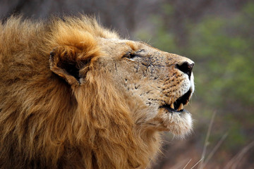 Male Lion Calling for His Pride, in Profile. Balule Nature Reserve, Kruger Park, South Africa