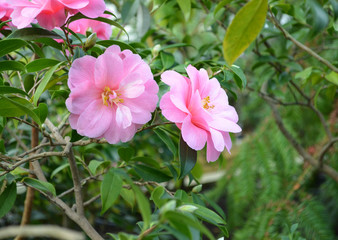 Obraz na płótnie Canvas zwei schöne rosa Blüten