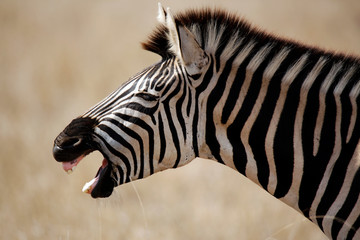 Close-up of a Burchell's Zebra (Equus burchelli) Yawning, in Profile. Satara, Kruger Park, South Africa