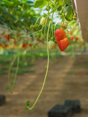 New harvest of sweet fresh outdoor red strawberry, growing outside in soil, rows with ripe tasty strawberries. Israel. Kibbutz